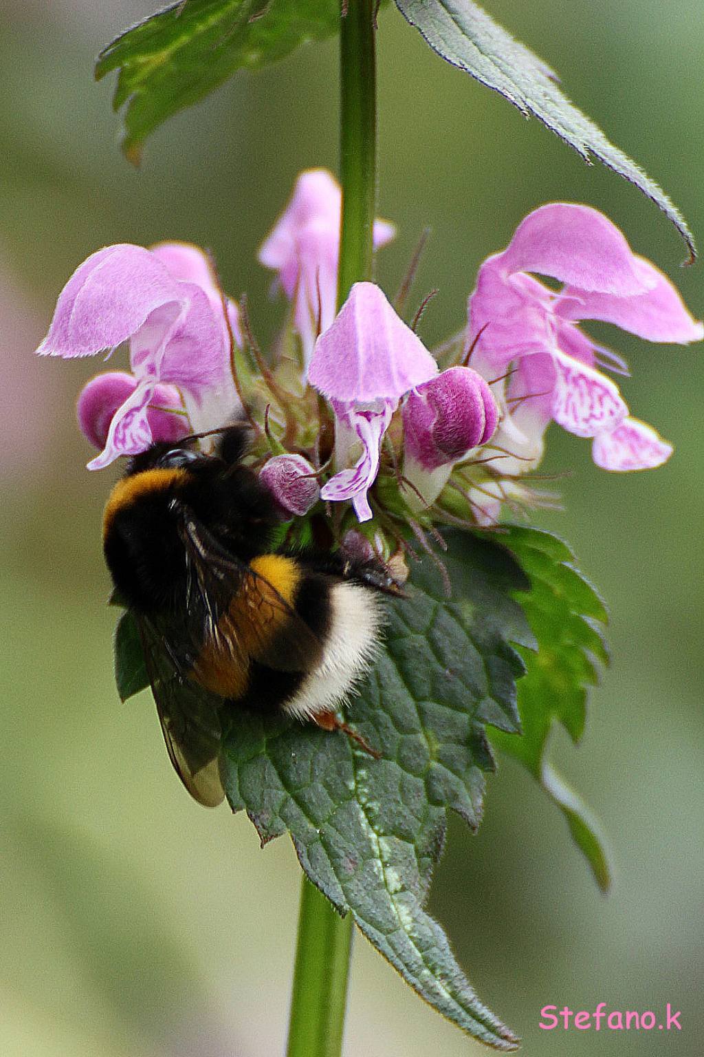 Lamium maculatum